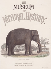 [Frontispiece] 

Indian Elephant